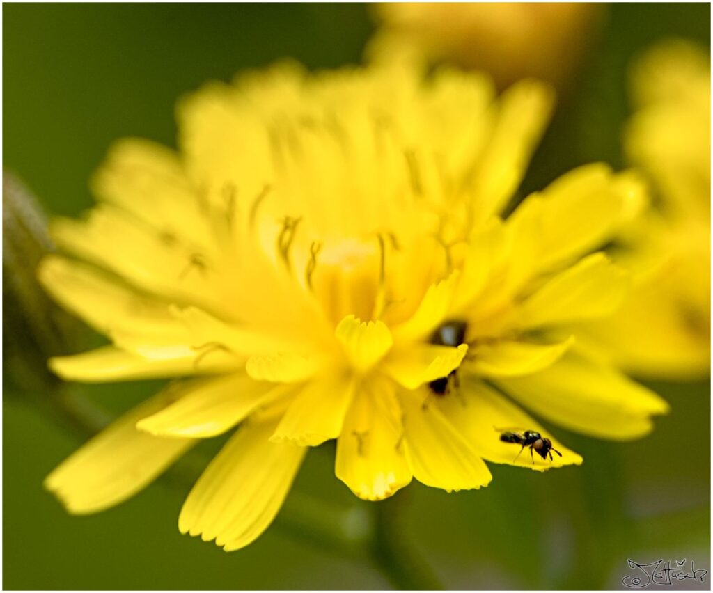 Unbestimmte Insekten. Kleines Fluginsekt steht an Kante einer Löwenzahnblüte. Von hinten nähert sich ein Käfer