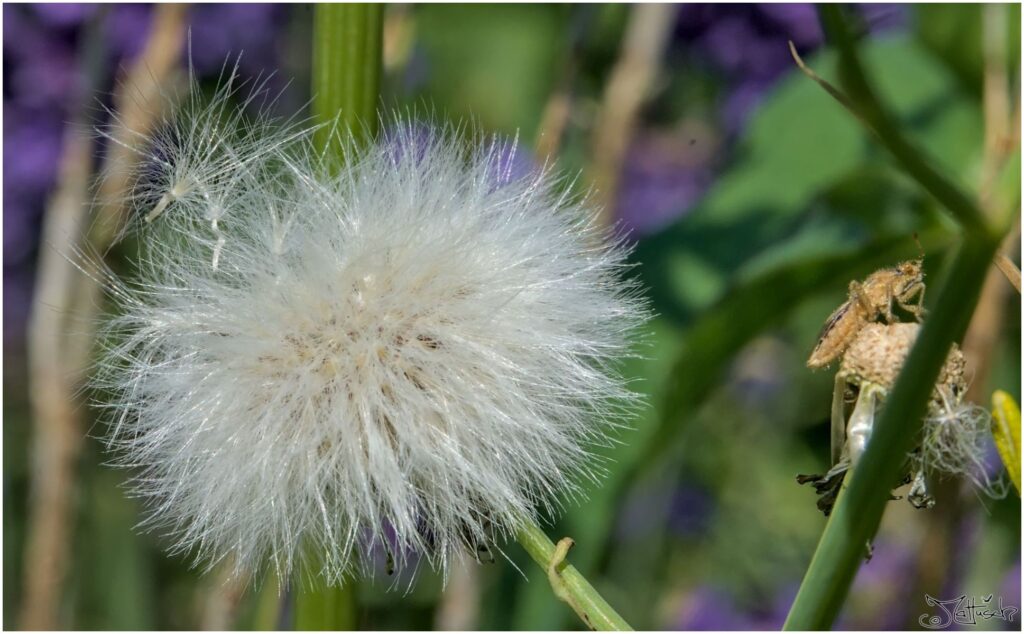 Kleines unbestimmtes Insekt sitzt neben weißer Pusteblume