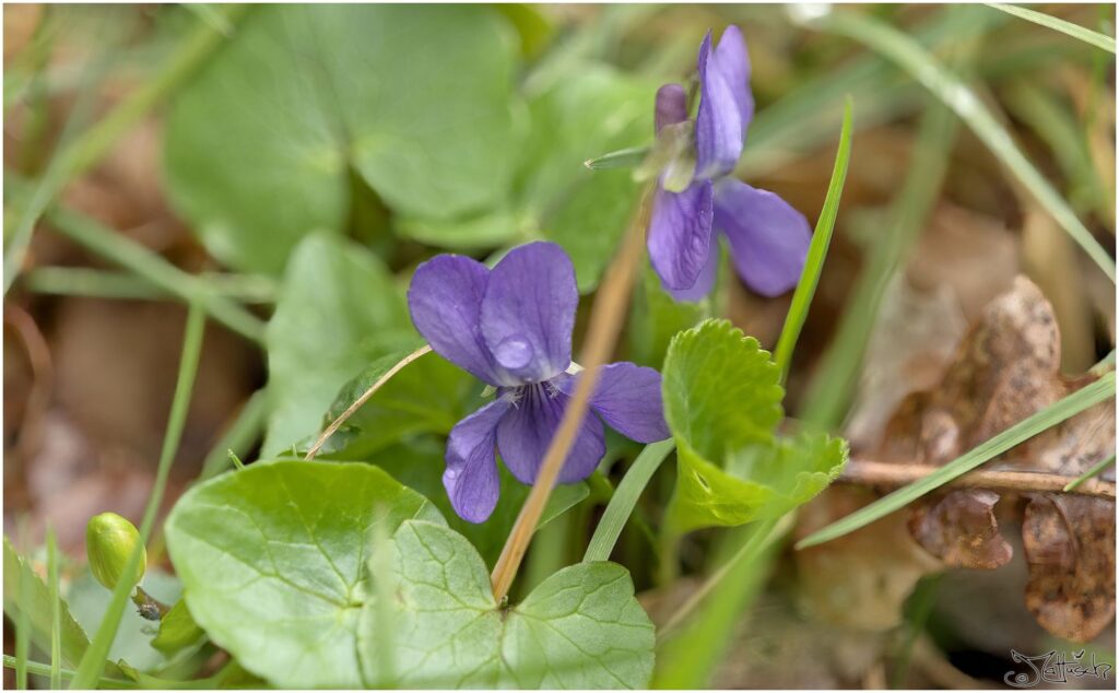 Veilchen. Kleine violette Blüten in Draufsicht