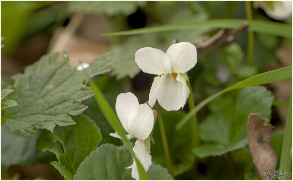 Veilchen. Zwei kleine weiße Blüten in Draufsicht