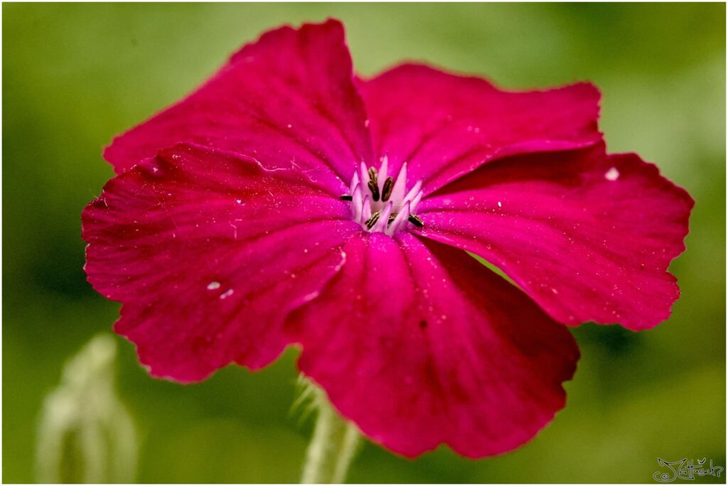 Vexiernelke?. Bestimmung nicht sicher. Dunkelrote Blüte in Halbprofil