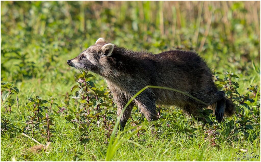 Waschbär. Waschbär auf Wiese vor Schilf