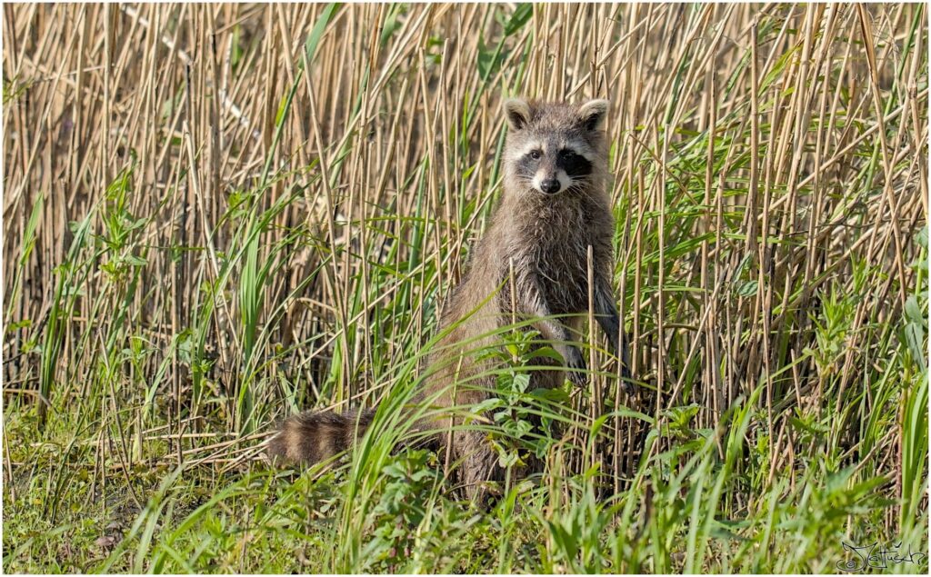 Waschbär. Waschbär steht auf Wiese vor Schilf