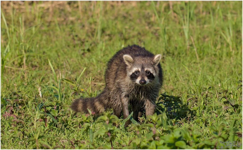 Waschbär. Waschbär auf Wiese