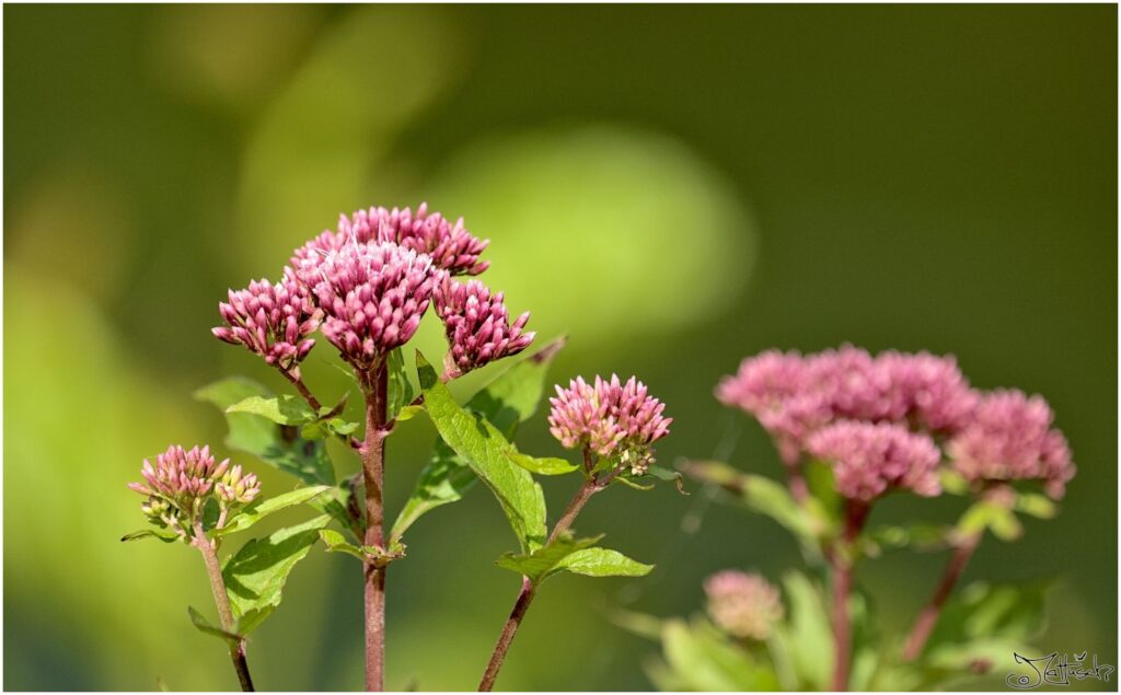 Wasserdost. Rote Blüten Seitenansicht