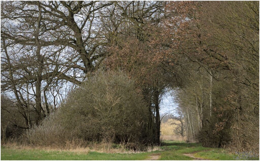 Geschnittener Bogengang durch Büsche und Bäume