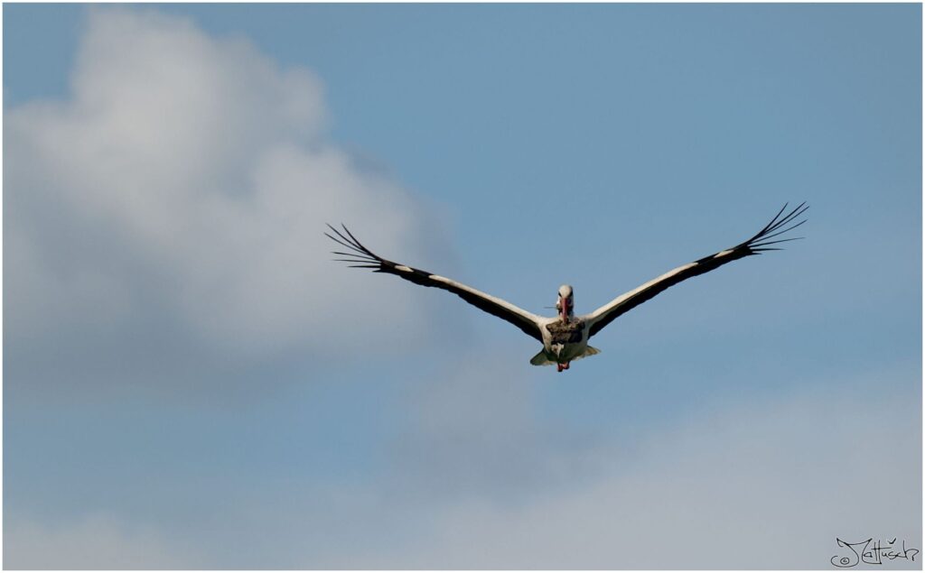 Weißstorch. Großer schwarz-weißer Vogel fliegt mit Nestmaterial vor bewölktem Himmel