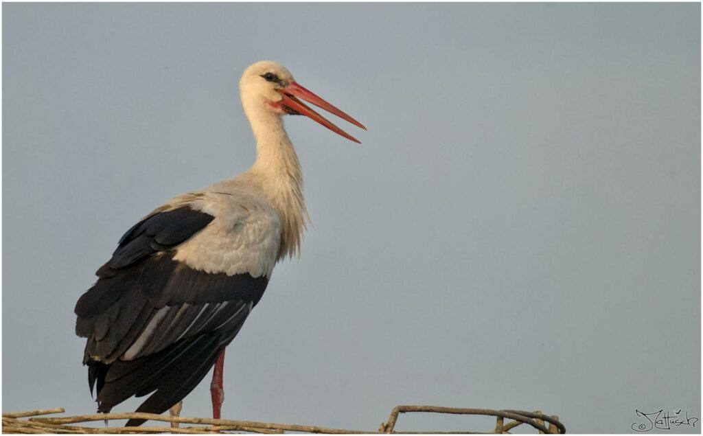 Weißstorch. Großer schwarz-weißer Vogel sitzt auf Nest