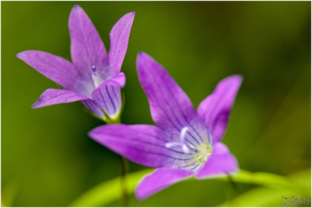 Wiesenglockenblume. Zwei violette Blüten im Halbprofil