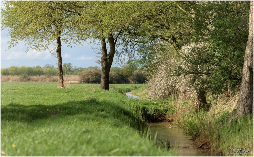 Wiesen mit Bäumen und Wassergraben