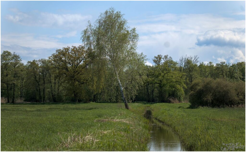 Wiesen mit Bäumen und Wassergraben