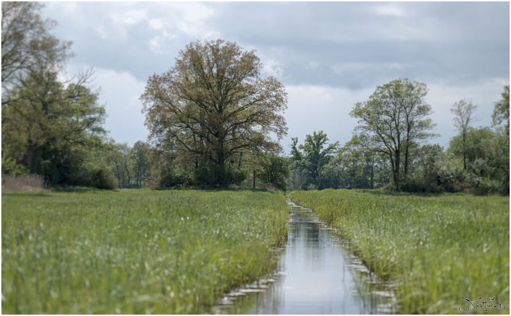 Wiesen mit Bäumen und Wassergraben