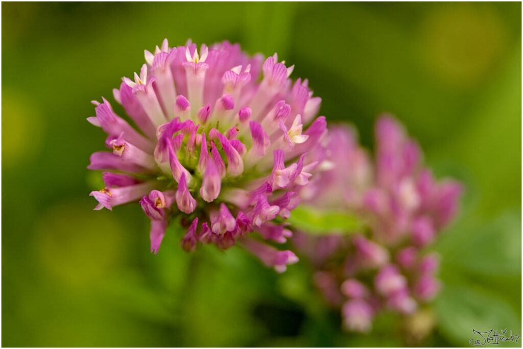 Wiesenklee. Rosa Blüte in Seitenansicht