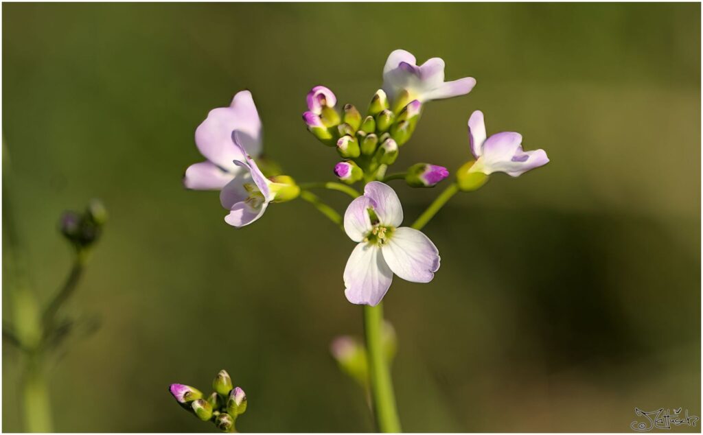 Wiesen-Schaumkraut. Kleine weiß-rosa Blüten im Profil