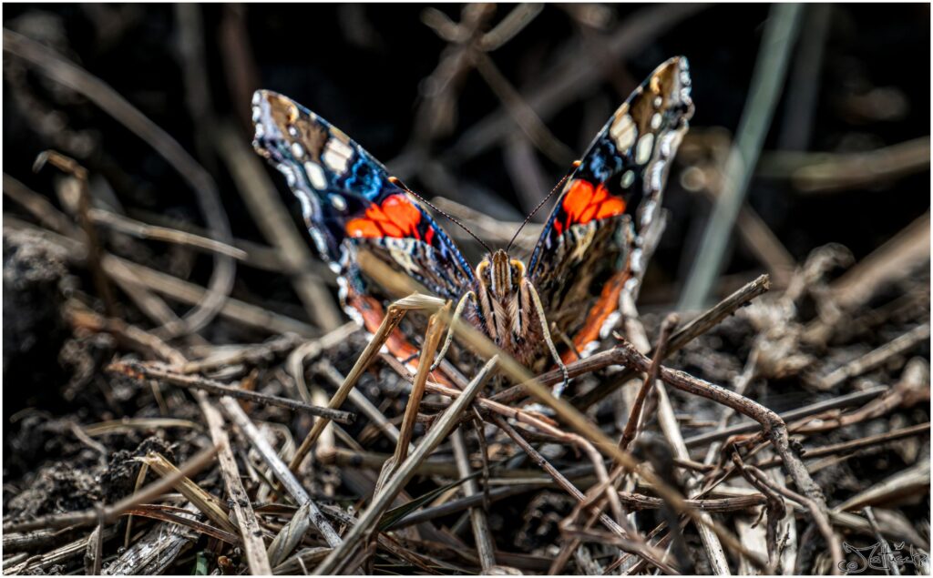 Admiral. Schwarz-rot-blauer Schmetterling sitzt in Ackerfurche