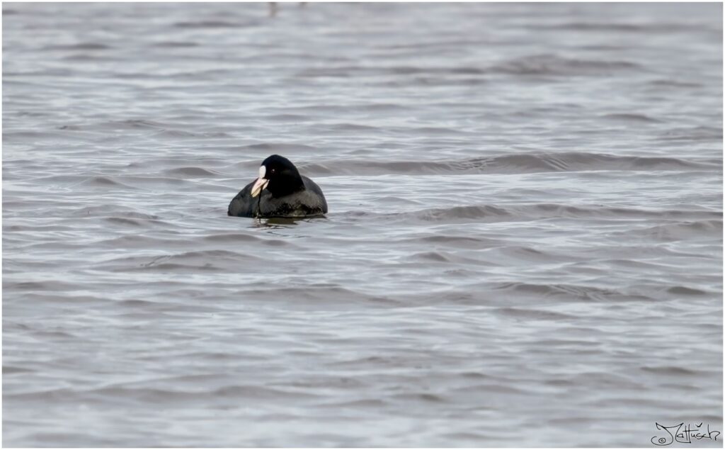 Blässhuhn schwimmt auf einem Teich und isst