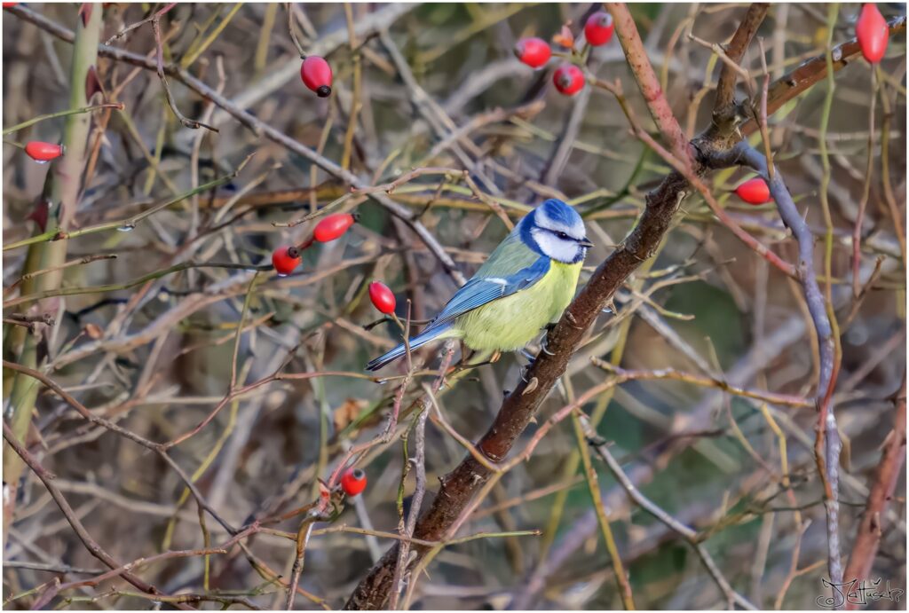 Eine Blaumeise sitzt zwischen Hagebutten in einer wilden Rose