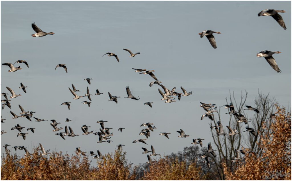 Grau- und Blässgänse fliegen in großem Schwarm auf. Daruntergemischt sind einige Kraniche