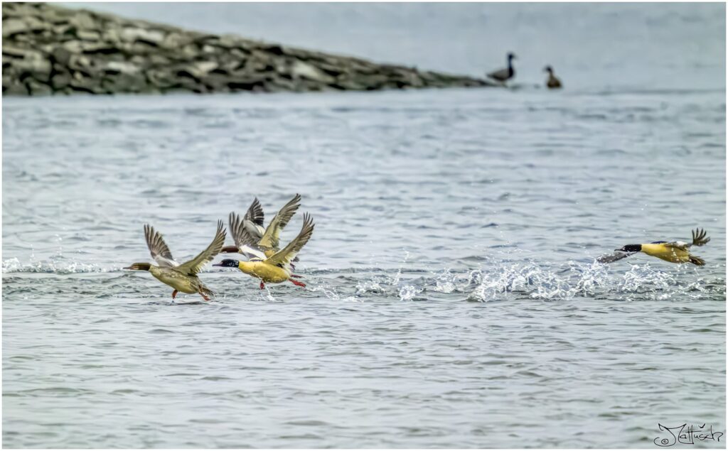 Mehrere Gänsesäger beim Start auf der Elbe links im Bild. Ein Gänsesäger kommt rechts im Bild hinterher