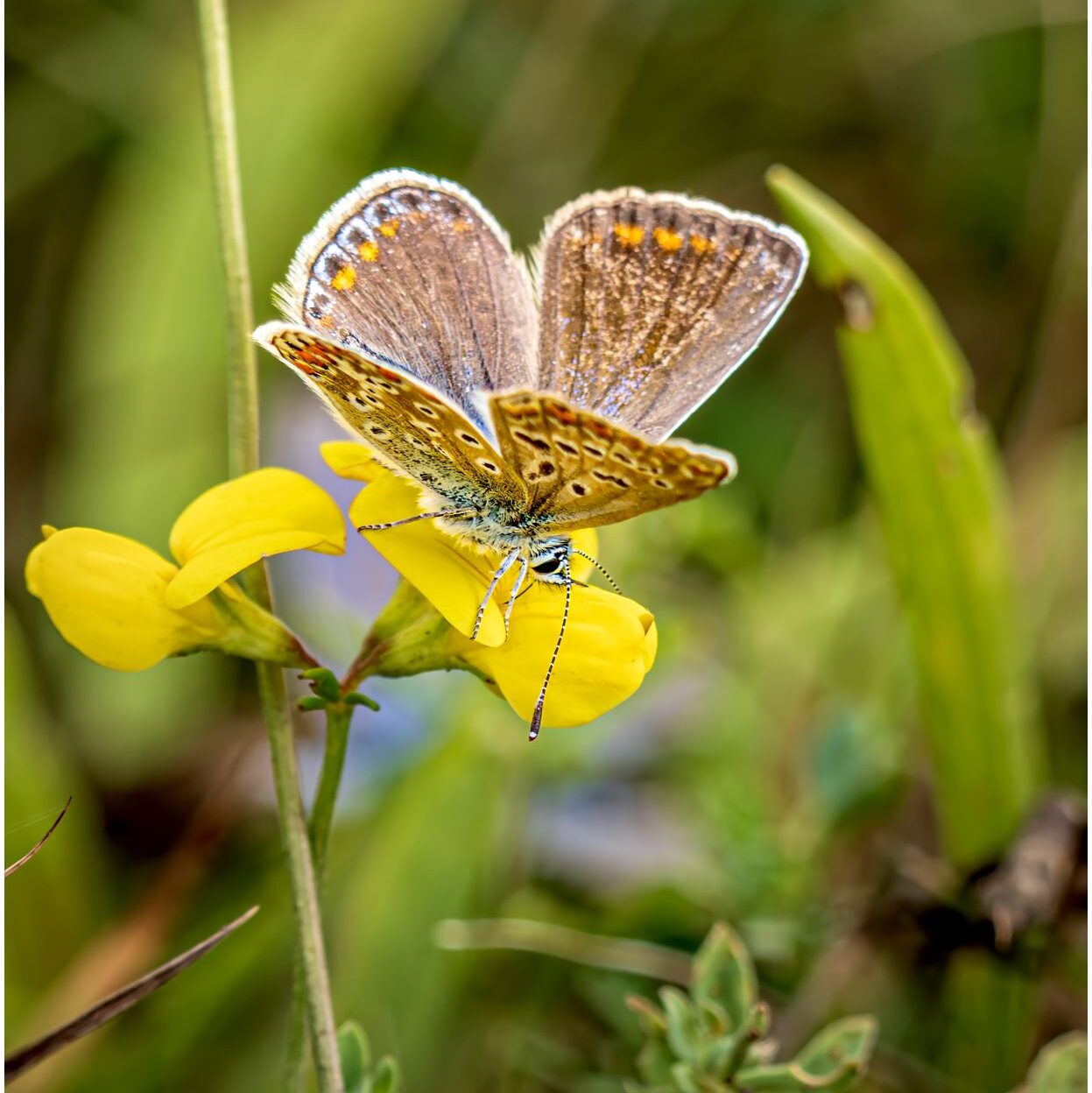 Himmelblaue Bläuling. Sehr kleiner blau-weißer weiblicher Schmetterling sitzt auf kleiner gelbere Blüte