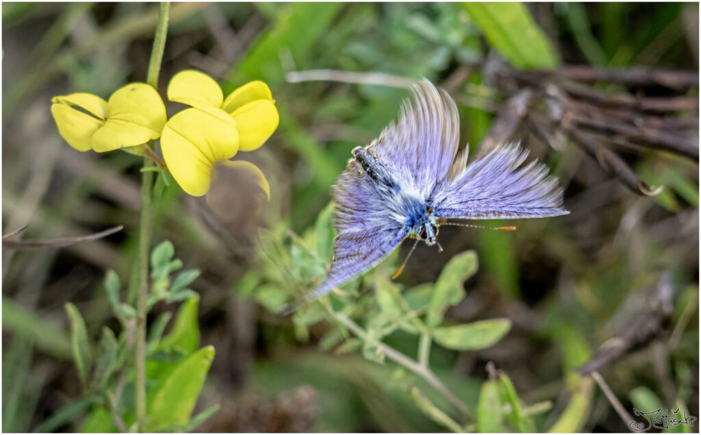 Himmelblauer Bläuling. Sehr kleiner blau-weißer Schmetterling fliegt über Wiese