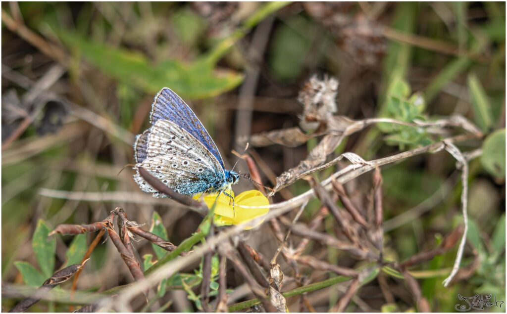 Himmelblauer Bläuling. Sehr kleiner blau-weißer Schmetterling sitzt auf kleiner gelbere Blüte