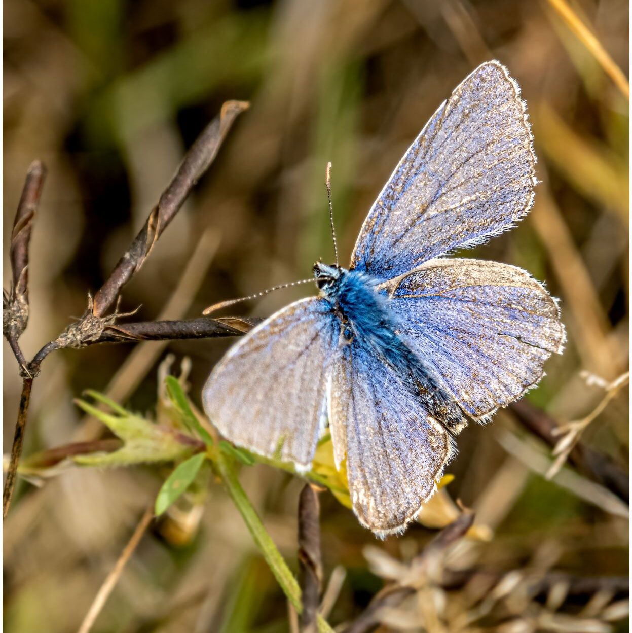 Himmelblauer Bläuling. Sehr kleiner blau-weißer Schmetterling sitzt auf Halm in einer Wiese