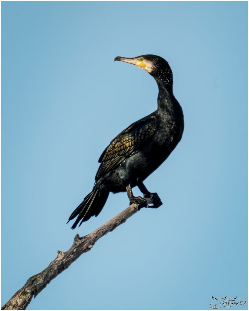 Kormoran sitzt auf einem Ast eines abgestorbenen Baumes