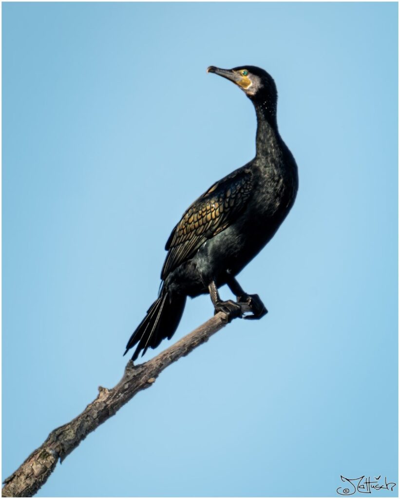 Kormoran sitzt auf einem Ast eines abgestorbenen Baumes