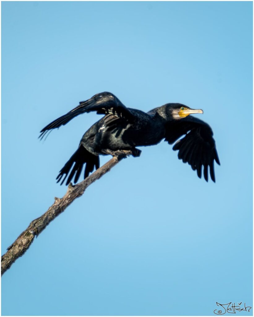 Kormoran sitzt auf einem Ast eines abgestorbenen Baumes und macht sich für den Abflug bereit