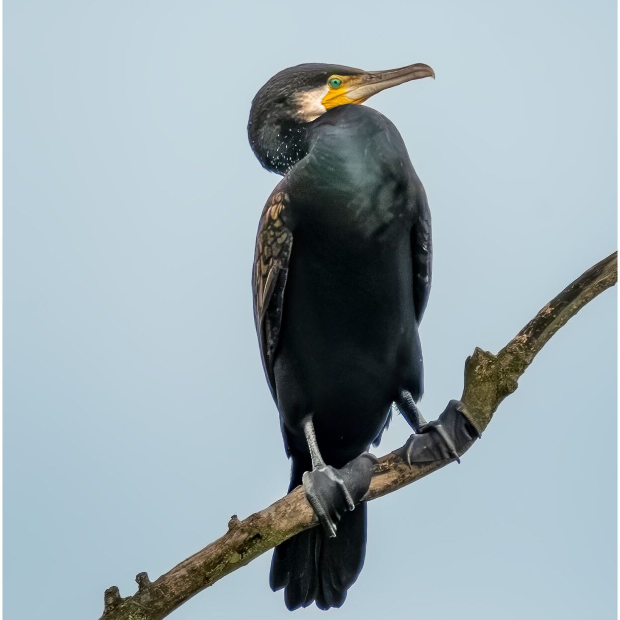 Kormoran. Großer schwarzer Vogel auf Ast an der Elbe