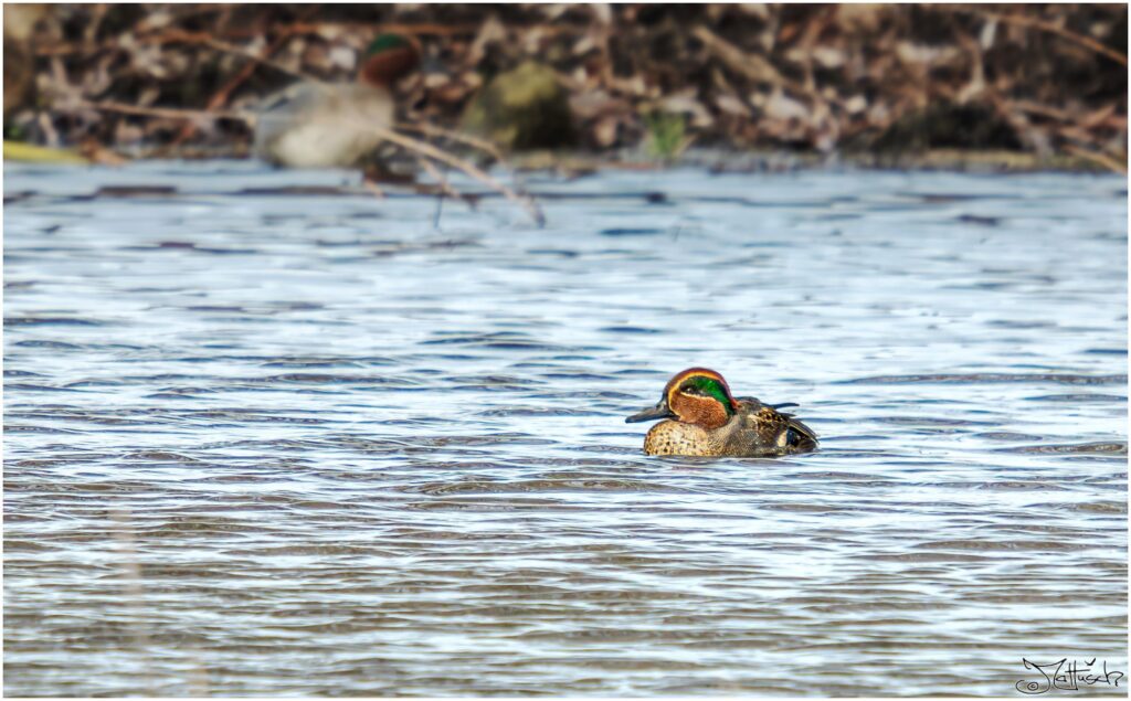 Krickente auf einem Teich 