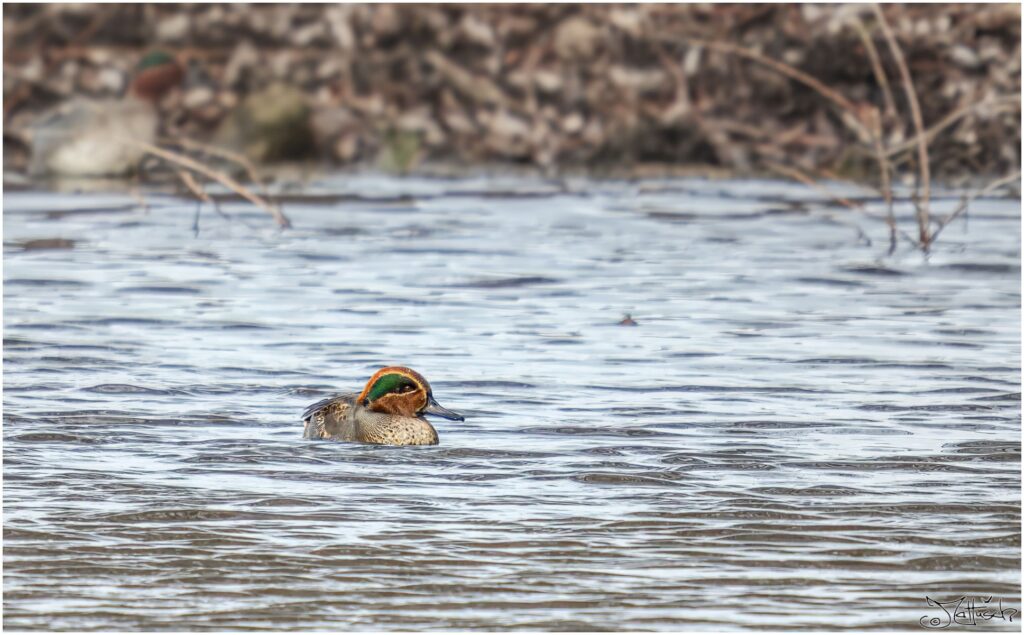 Krickente auf einem Teich