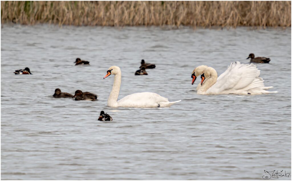 Höckerschwäne umringt von Schnatterenten auf einem Teich