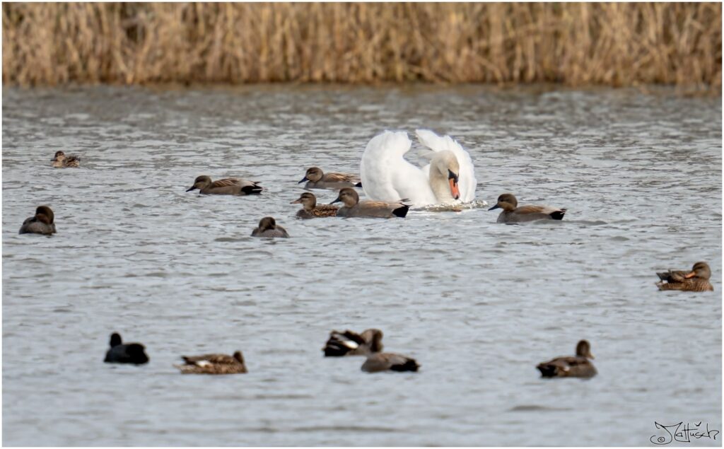 Ein Höckerschwan umringt von Schnatterenten auf einem Teich
