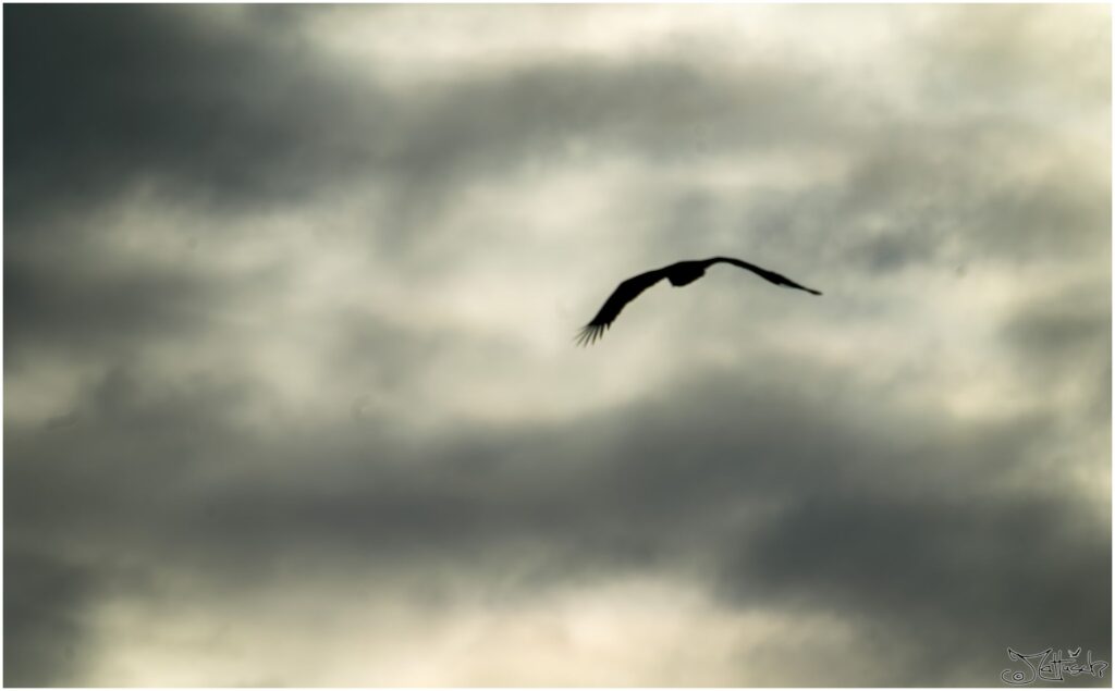 Siluette eines Seeadlers fliegt vor dunklem Wolkenhimmel 