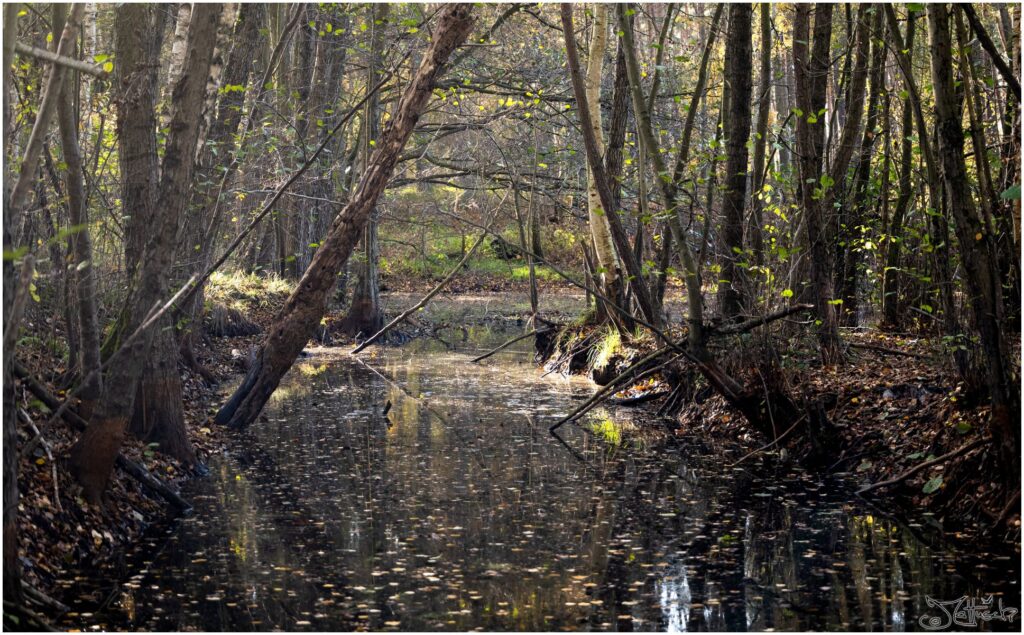 Teich mit breitem Kanal von Bäumen umstanden im Halbschatten