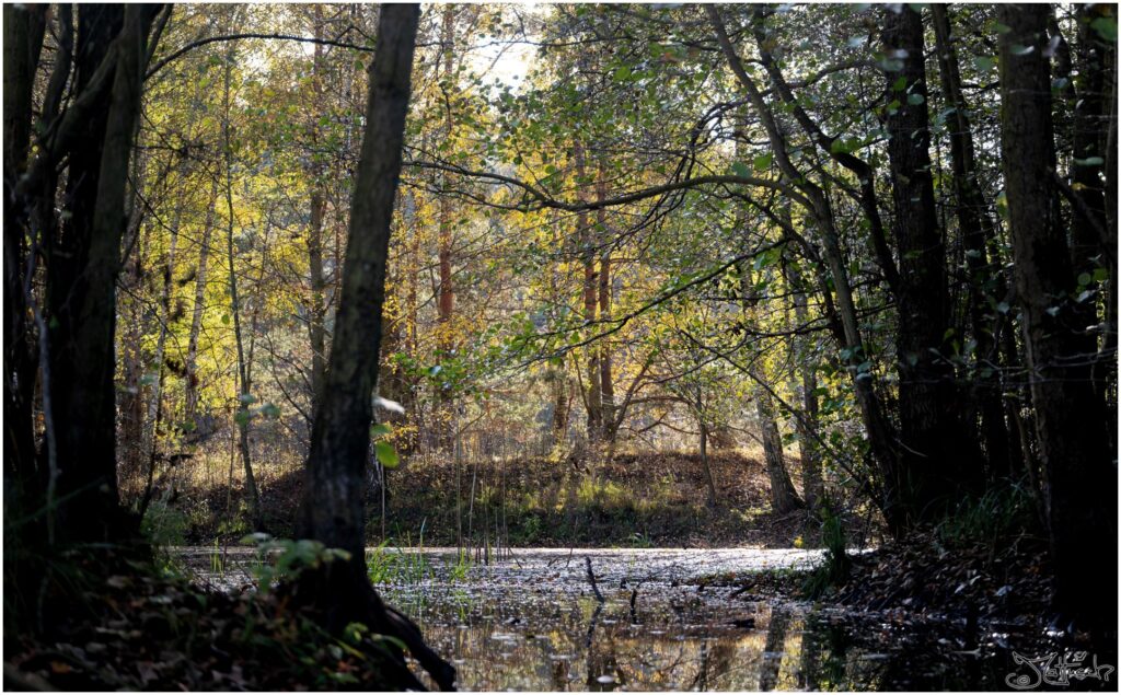 Teich mit breitem Kanal von Bäumen umstanden im Halbschatten