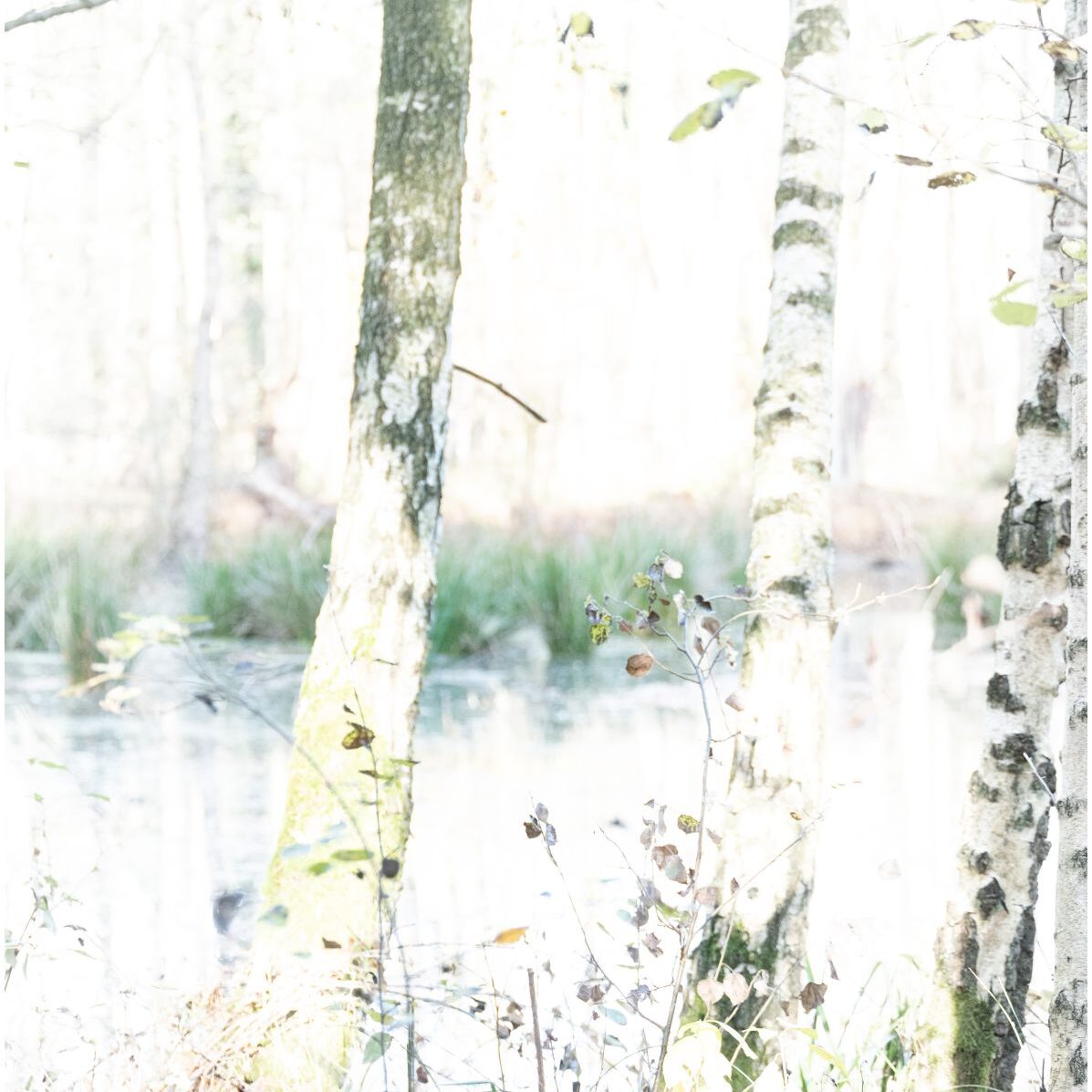 Überbelichtetes Foto, drei Birken in der Sonne vor einem Teich stehend