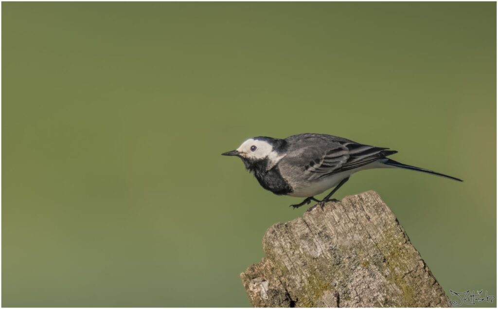 Bachstelze. Ein kleiner schwarz weiß grauer Vogel sitzt auf einem Pflock und will losfliegen.