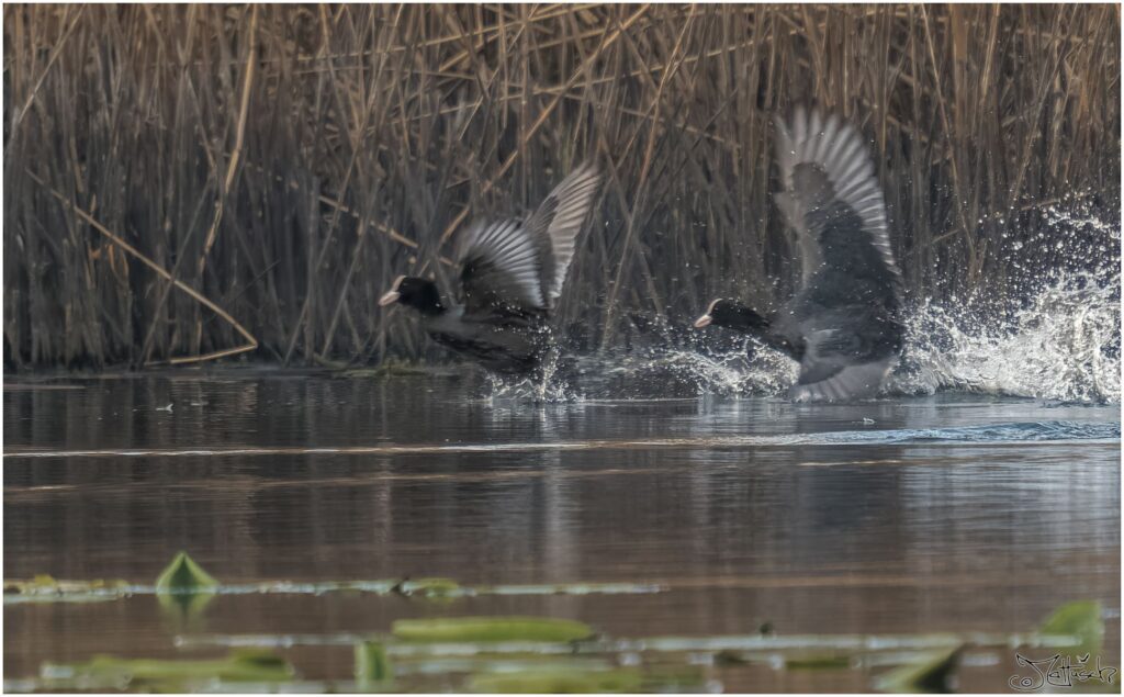 Zwei Blässhühner jagen sich über einen Teich.