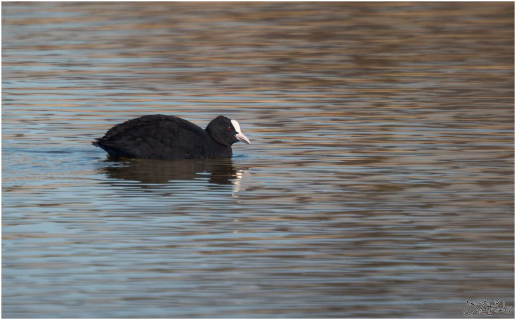Blässhuhn. Mittelgroßer schwarzer Vogel mit weißer Stirn und Schnabel schwimmt über einen Teich.