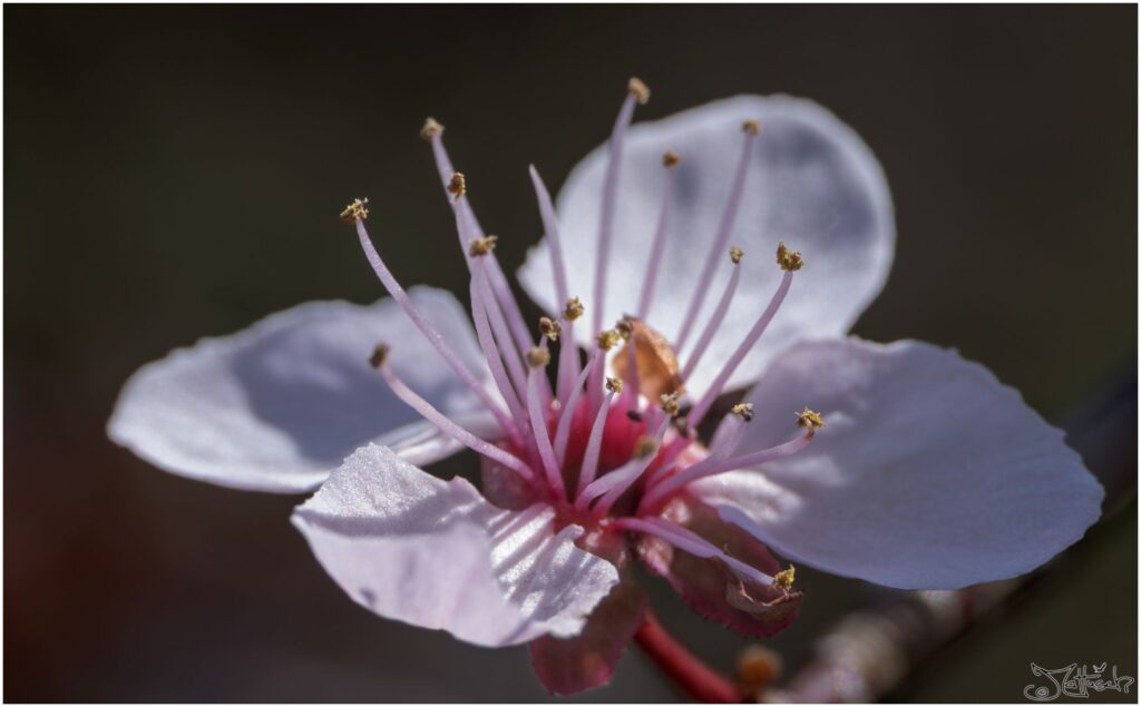 Blutpflaume. Kleine rosa Blüte im Halbschatten. Makroaufnahme.
