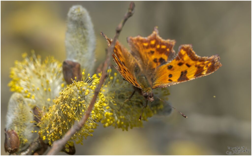 C-Falter. Kleiner orangener Schmetterling mit schwarzem Muster auf Weidenkätzchen.