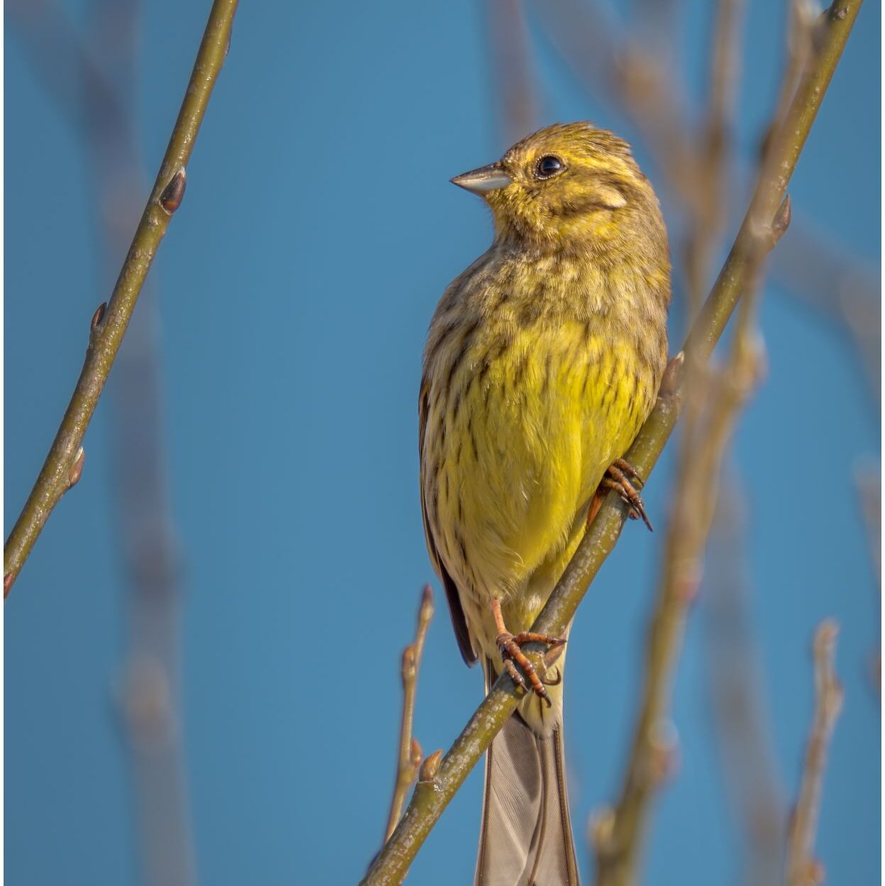 Goldammer. Ein kleiner gelber Vogel sitzt an einem Schilfrohr.