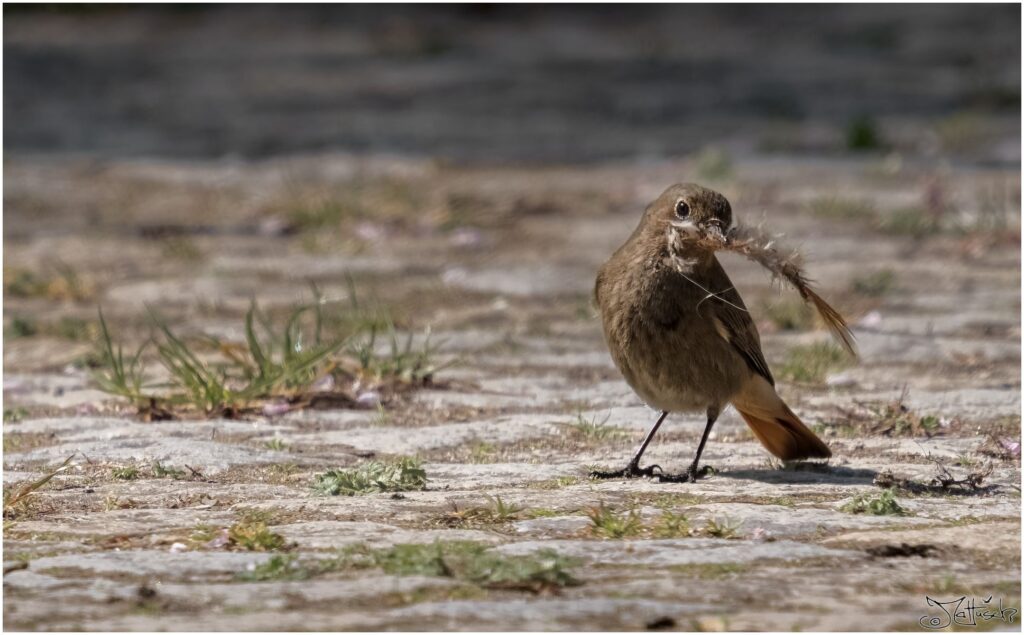 Hausrotschwänzchen. Ein kleiner brauner Vogel mit orangerotem Schwanz sitzt auf Pflastersteinen mit einer Feder im Schnabel.