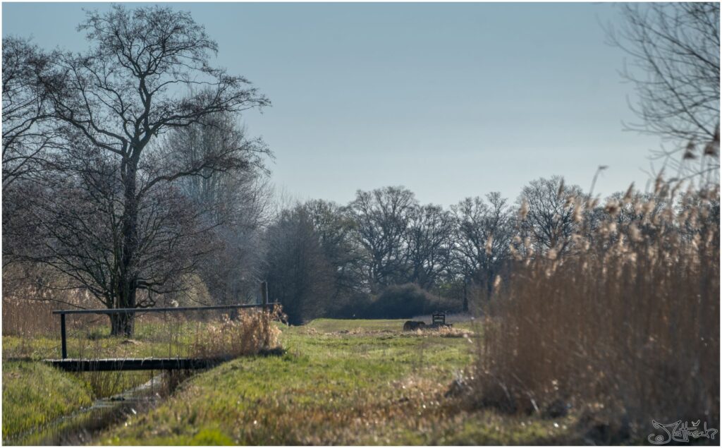 Eine Wiese mit Bäumen, Wassergraben, Brücke und Schilf im späten Vormittagslicht.