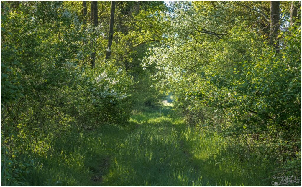 Ein Waldweg gesäumt von Bäumen und blühenden Büschen mit Blick auf eine Wiese.