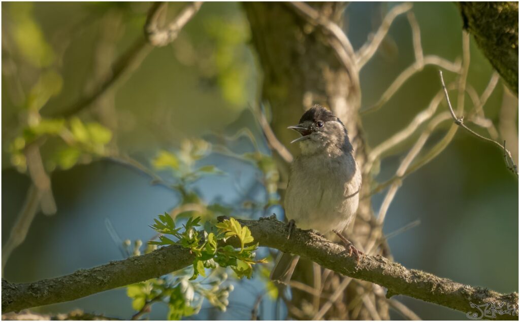 Mönchsgrasmücke. Ein kleiner graubrauner Vogel mit schwarzem Kopf sitzt in einem Busch und singt.