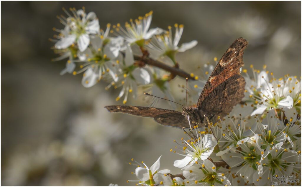 Pfauenauge. Rot schwarz blauer Schmetterling trinkt von Schlehenblüten.